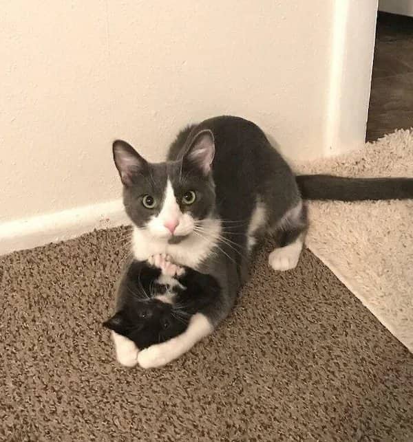 A grey and white cat pinning a smaller black kitten down onto a brown carpet.