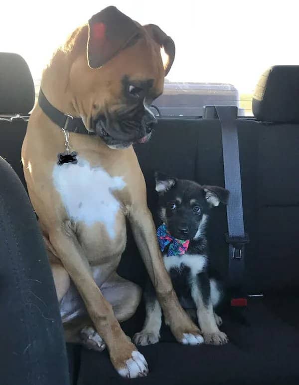 A brown boxer dog and a small puppy sitting side-by-side on the black seat of a car.
