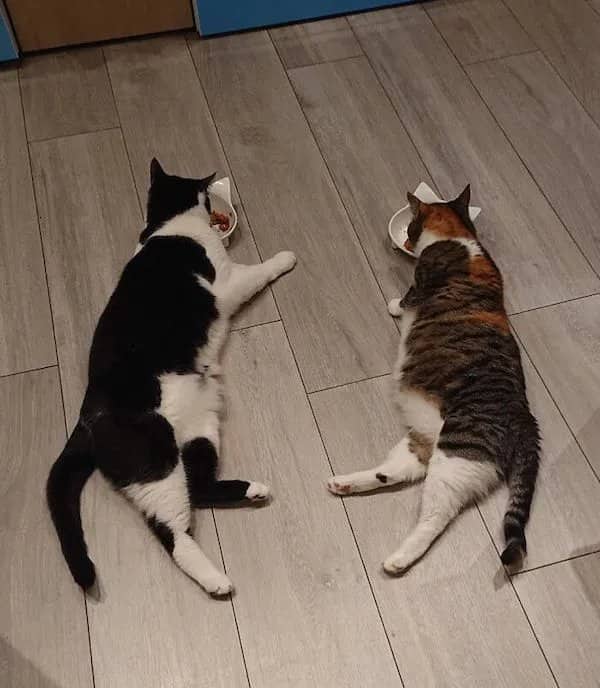 Two large cats lying flat on their sides while eating from separate white bowls on a wooden floor.