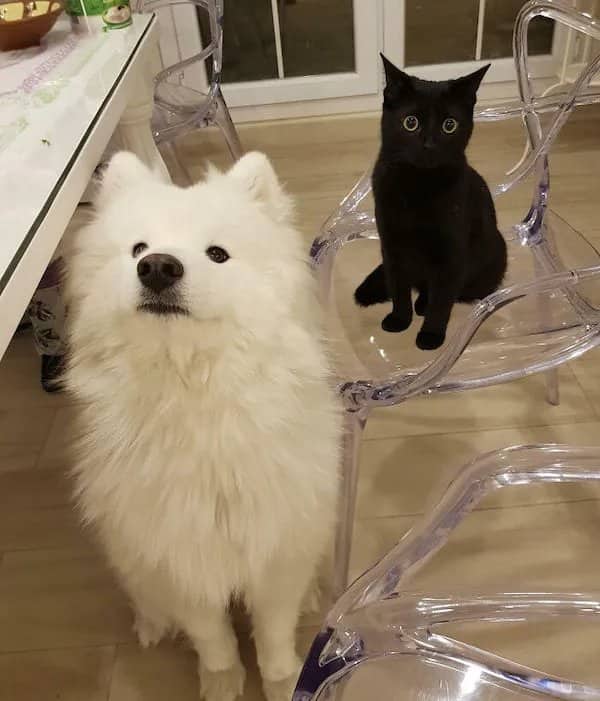 A fluffy white Samoyed dog standing next to a wide-eyed black cat sitting on a clear chair.