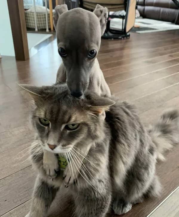 A small grey Italian Greyhound puppy resting its head on top of a annoyed fluffy grey cat.