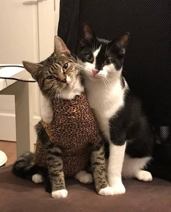 A black and white cat wrapping its arm around a tabby cat wearing a leopard print shirt.