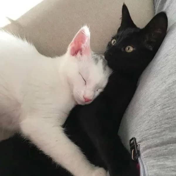 A white kitten sleeping peacefully with its head resting on a black kitten's neck.