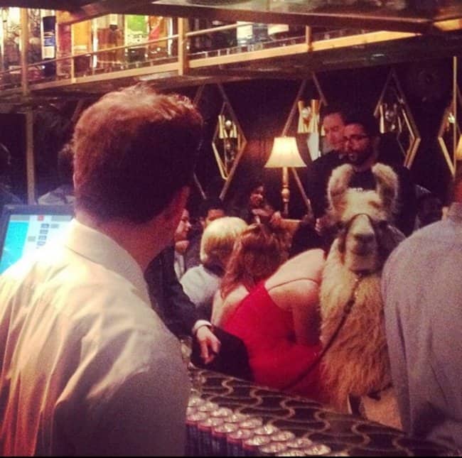 A fully grown llama standing patiently next to patrons at a crowded indoor bar.