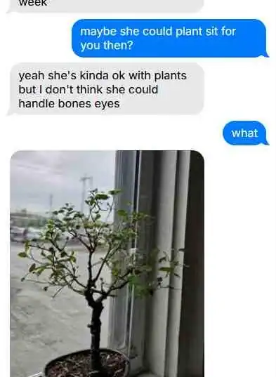 Text message conversation misinterpreting a bonsai tree as a bones eyes plant next to a window.