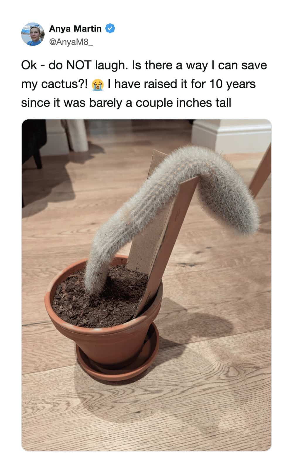 Funny memes tweet asking for help fixing a drooping, limp cactus inside a clay pot.