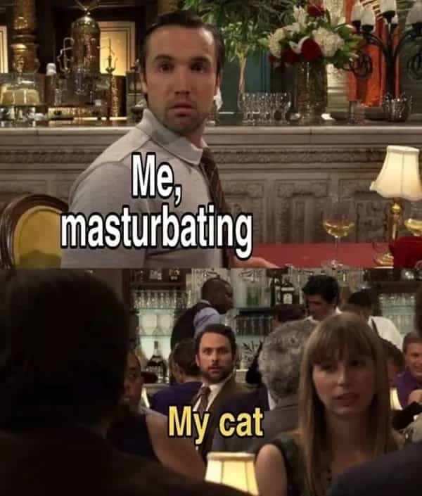 Funny memes template using It's Always Sunny in Philadelphia scene about a cat staring.