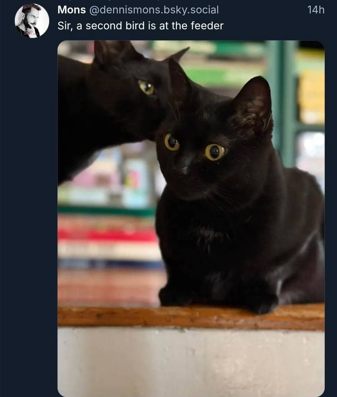 Two black cats re-enacting the George Bush 9/11 meme with caption sir a second bird.