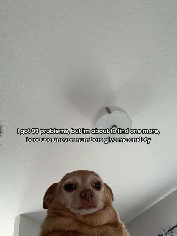 An entertaining funny meme features a worried chihuahua staring at the ceiling under a joke about looking for a 100th problem.