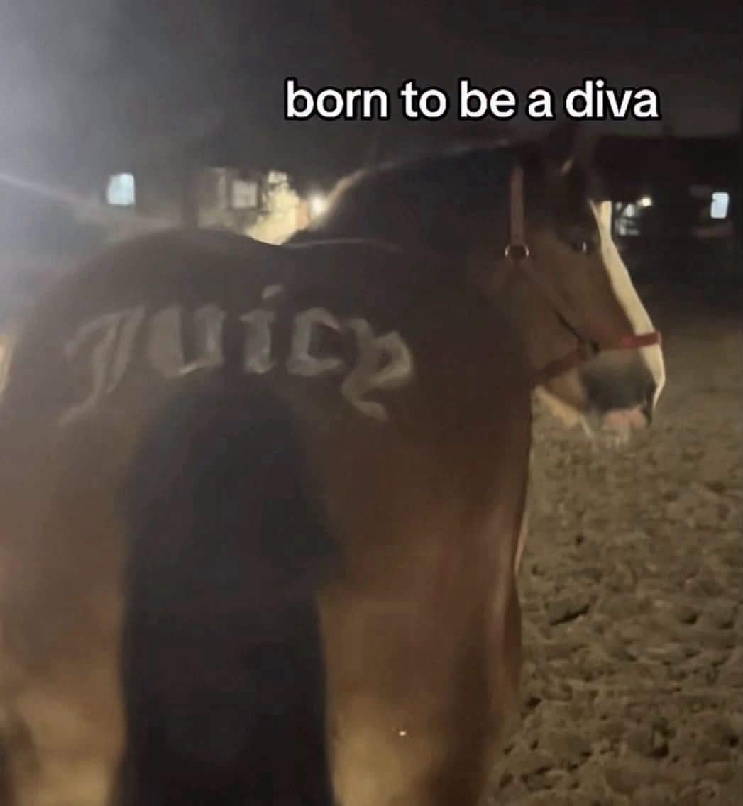 This hilarious addition to a meme dump features a brown horse with the word Juicy shaved cleanly into its hindquarters.
