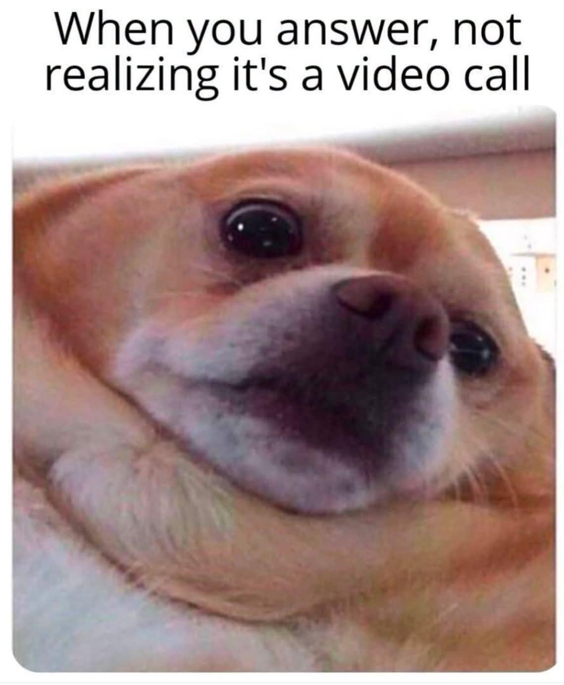 A classic meme dump favorite captures a wide-eyed chihuahua up close to mimic accidentally answering a live video call.