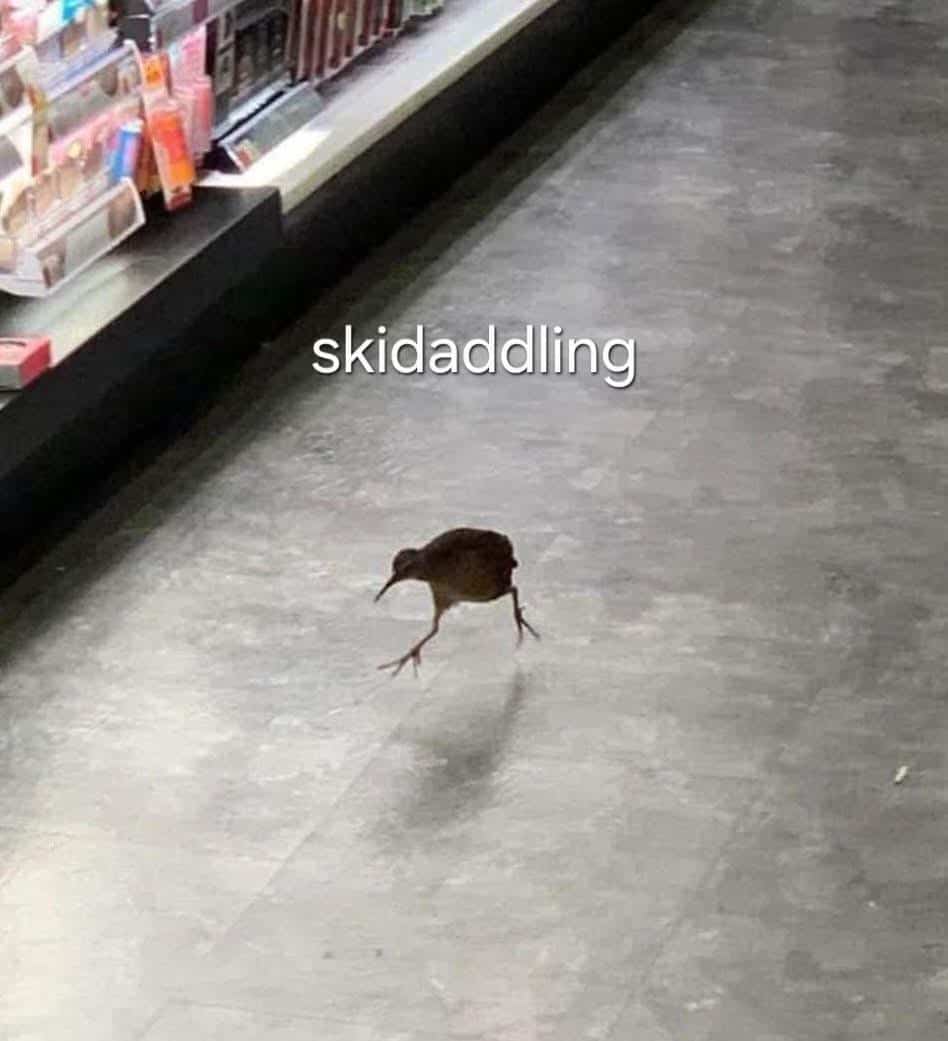Funny animal meme showing a tiny kiwi bird running down a store aisle labeled skidaddling.