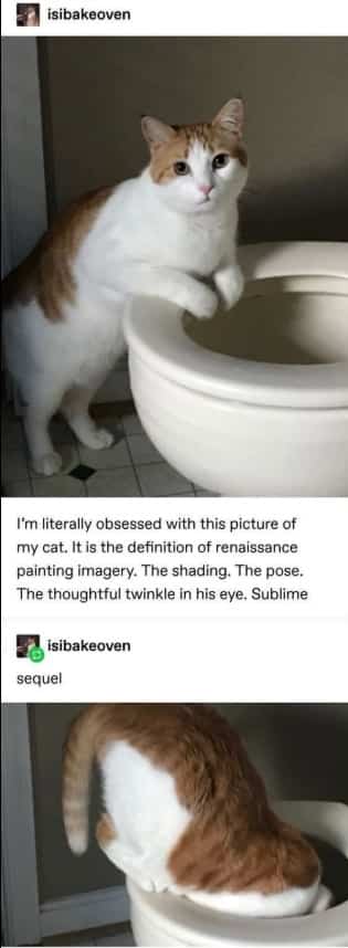 Funny orange and white cat sitting gracefully and then diving headfirst into toilet.