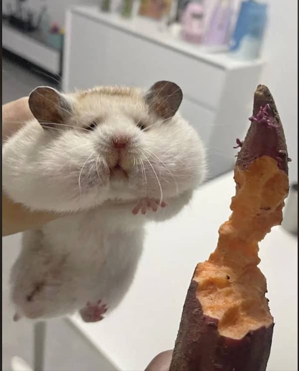 Cute hamster with large puffed out cheeks being held next to a bitten sweet potato.