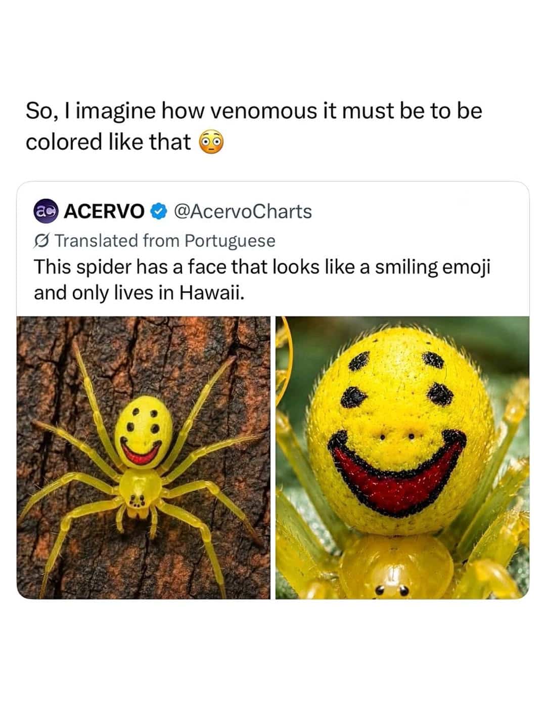 Hawaiian happy face spider displaying bright yellow smiley emoji patterns in a funny meme.