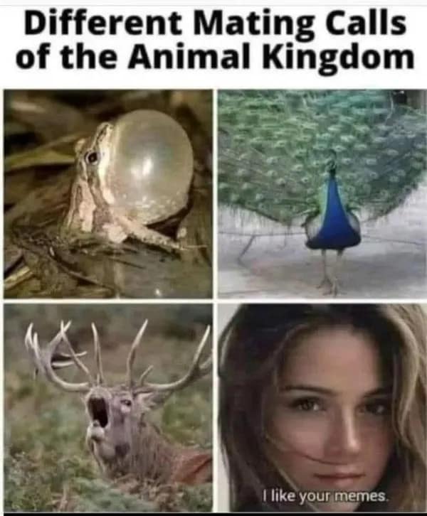 A witty hilarious meme charts animal mating calls across four panels, culminating in a woman stating that she likes your memes.