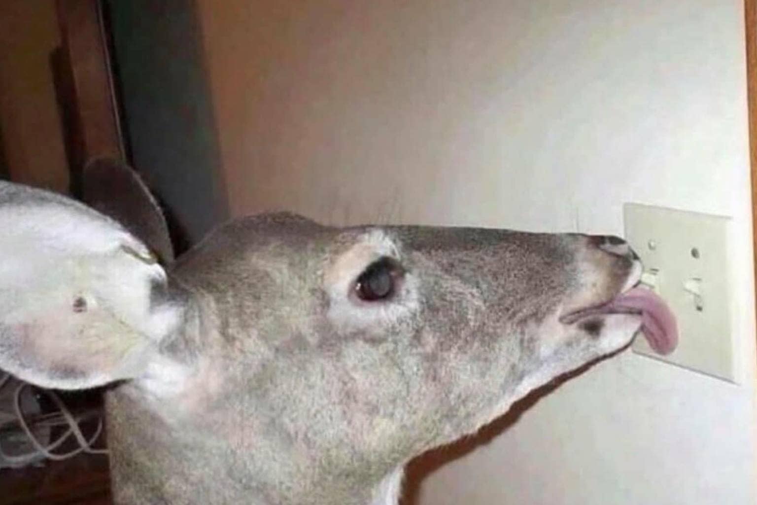 A massive collection grid showcasing a viral hilarious memes repository from the full master batch, featuring a majestic lion with a perfectly square humid mane, an expensive custom golf putter designed like an Uncrustables sandwich, and a confused wild deer frantically licking a household wall light switch.