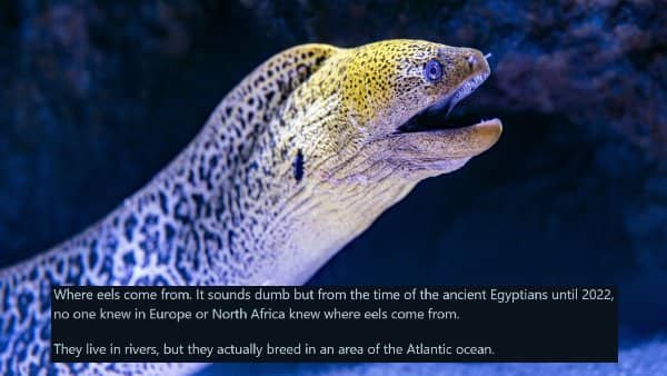 A close-up of a speckled moray eel underwater, with fact text about where eels come from.