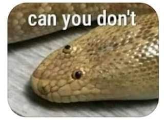 A delightfully goofy funny meme captures a tight close-up profile shot of an Arabian sand boa snake resting on a light surface. The reptile's comical, close-set eyes stare straight upward from the top of its head, creating a perfectly blank, unbothered expression underneath the iconic internet text overlay: "can you don't".