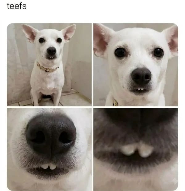 This simple and cute funny meme panel showcases a four-quadrant close-up macro sequence of a small white chihuahua dog. The image progressively zooms tighter and tighter onto the pet's mouth, highlighting its two tiny, slightly crooked front bottom teeth protruding over its lip under the single-word header: "teefs."
