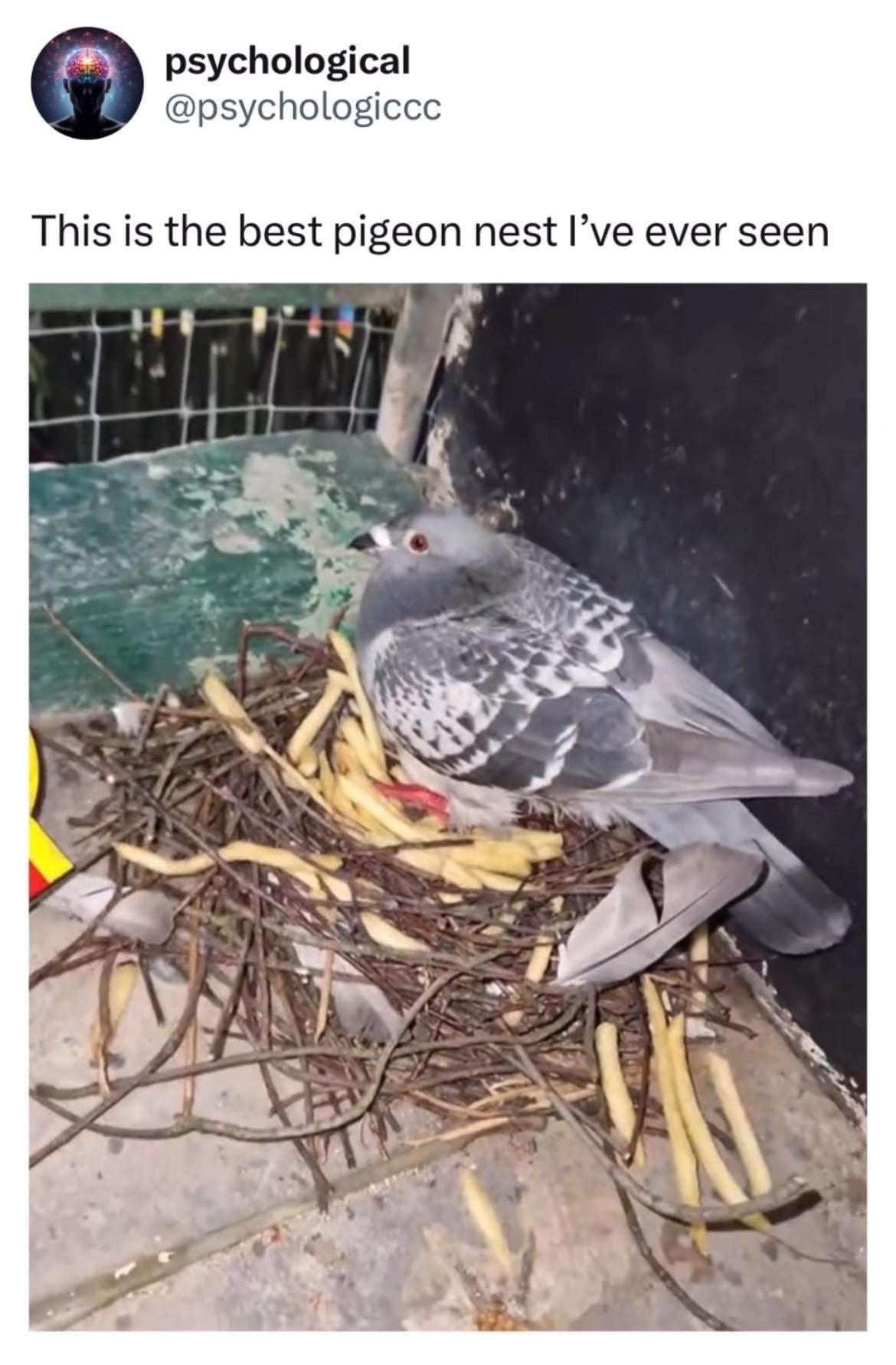 A perfectly urbanized funny meme reveals a screenshot from the account psychological (@psychologiccc) displaying a bizarre bird habitat. The photograph captures a city pigeon sitting comfortably on a makeshift nest compiled out of standard brown twigs intermingled with a large quantity of salted, yellow McDonald's french fries, captioned: "This is the best pigeon nest I’ve ever seen".