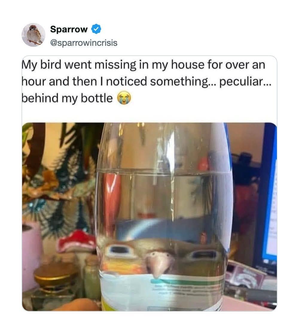 A viral pet photo in the meme dump captures a pet bird peering from behind a transparent glass bottle, causing its face to warp into a wide, heavily distorted optical illusion.