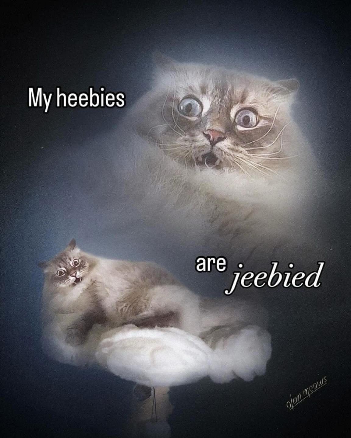 A dramatic pet entry in this meme dump features a wide-eyed, terrified fluffy cat staged in a 1980s-style glamour portrait with its enlarged ghost head floating above the text "My heebies are jeebied."
