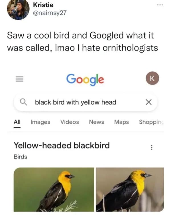 A hilarious search engine screenshot in this meme dump highlights a user searching for a "black bird with yellow head," only to discover ornithologists named it the literal "Yellow-headed blackbird."