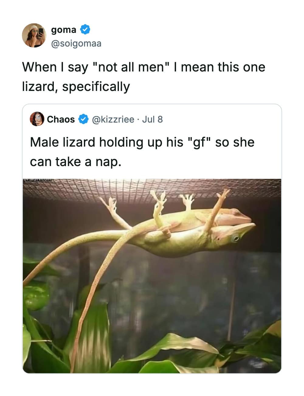 A viral tweet in this meme dump showcases a male lizard holding himself up against a mesh terrarium ceiling purely so his lizard partner can take a comfortable nap on his back.