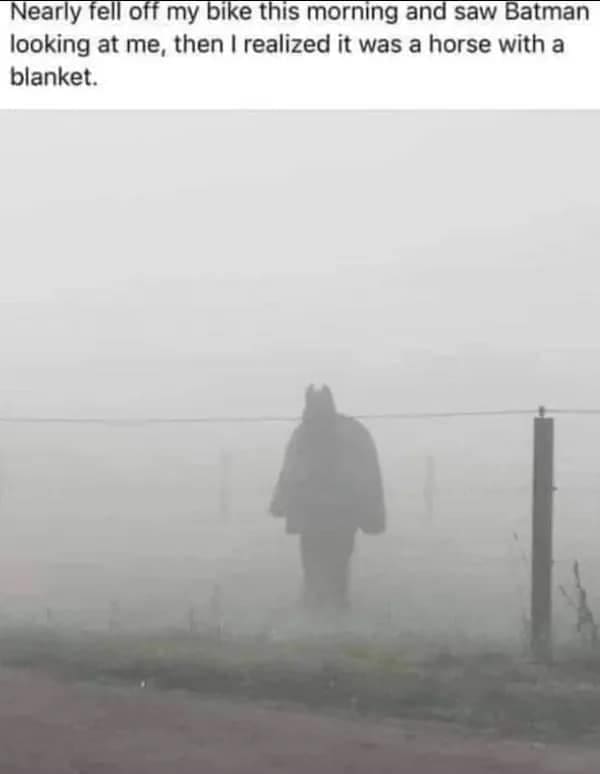 A brilliant visual illusion serving as a funny meme captures a horse draped in a blanket standing in dense morning fog, creating a shape that perfectly mirrors the silhouette of Batman.