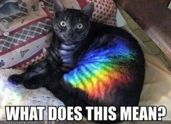 An iconic entry in the meme dump shows a confused cat covered in a rainbow light reflection under the text "WHAT DOES THIS MEAN?".