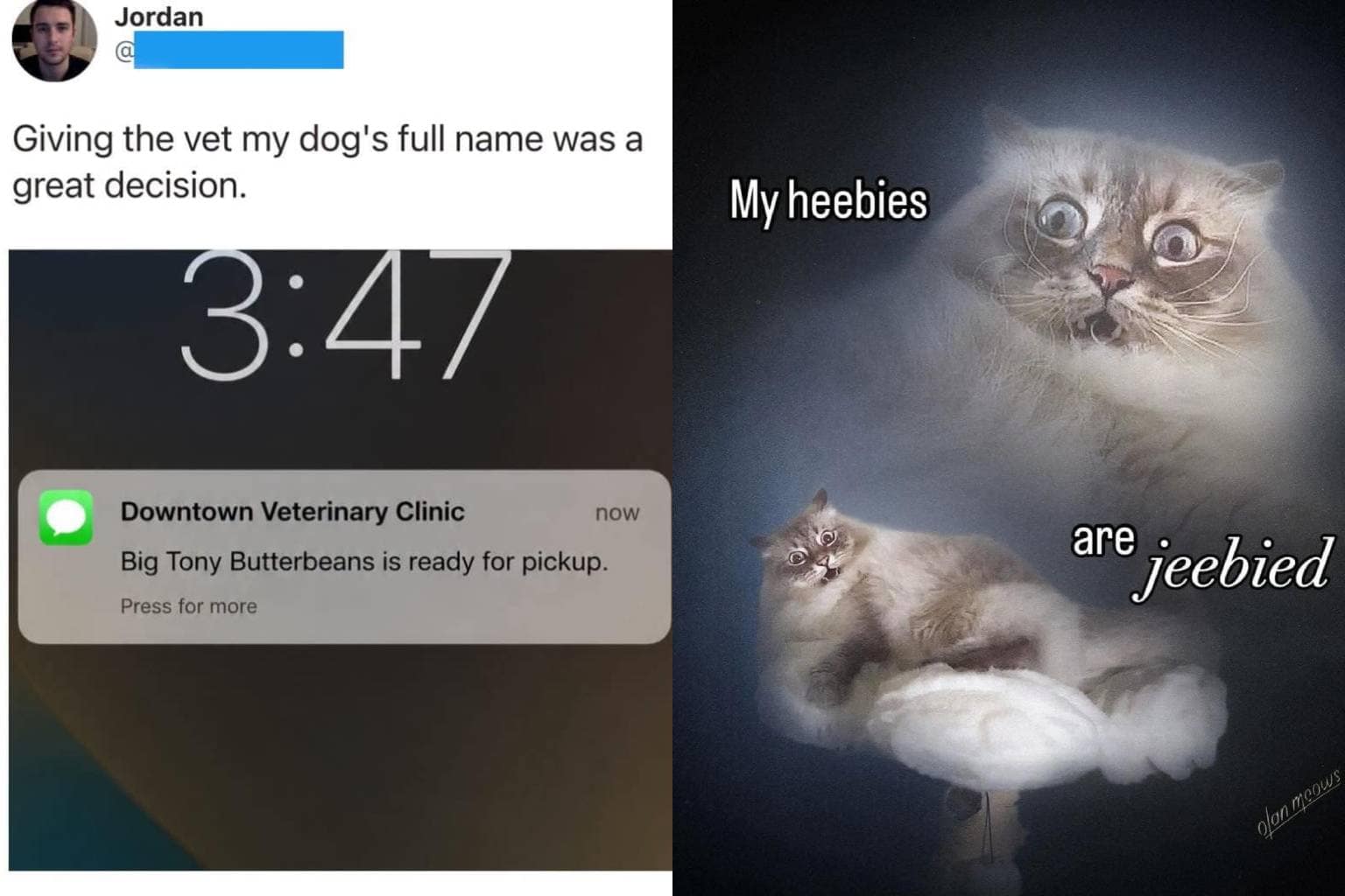 A master overview of this meme dump repository tracking internet humor trends, featuring a 1980s glamour portrait of a cat with the text "My heebies are jeebied," a ruined pizza smashed into a corner box, and a vet text alert confirming "Big Tony Butterbeans is ready for pickup."
