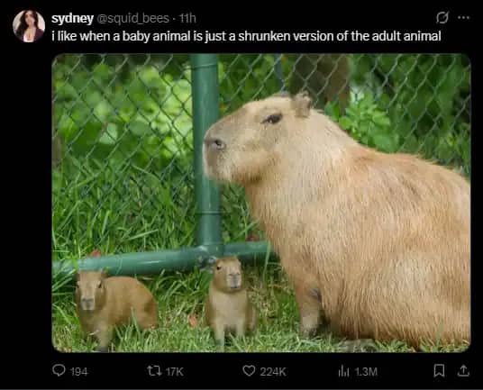 A social media post featuring a large adult capybara standing next to two tiny, identical baby capybaras.