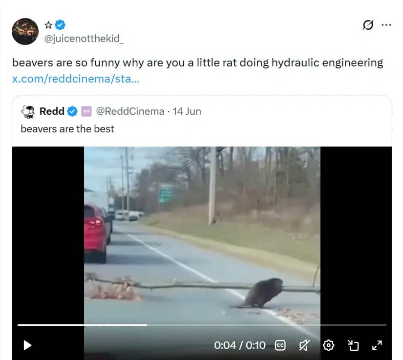 A social media video screenshot of a beaver dragging a massive tree branch across a highway lane.