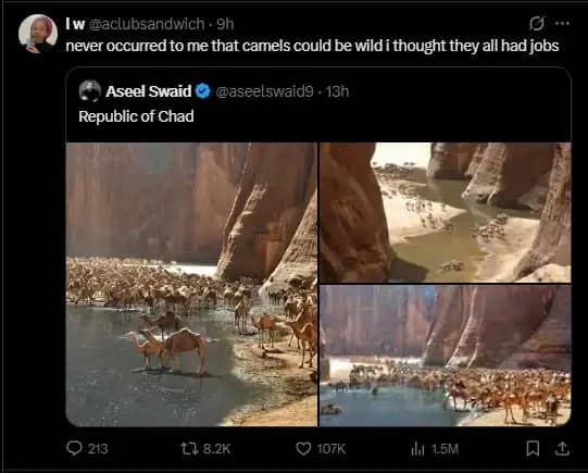 A post showing thousands of wild camels gathered by a desert watering hole in the Republic of Chad.