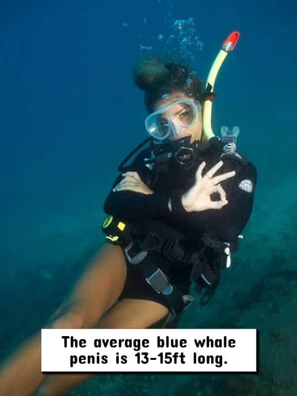Scuba diver wearing black wetsuit underwater making okay gesture with text overlay about blue whale trivia.