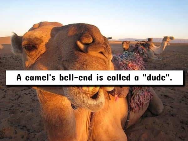 Close up of camel in desert terrain with funny anatomical naming text box overlay.