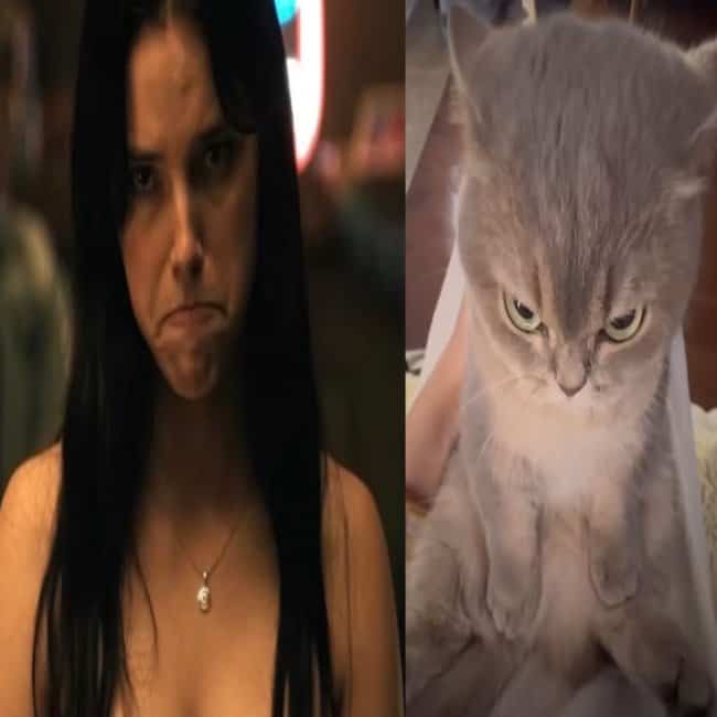 Frowning woman in Obsession memes side by side with a furious sulking kitten.