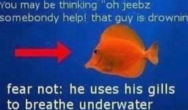Orange fish swimming underwater with a red arrow explaining gills in a funny ocean meme.