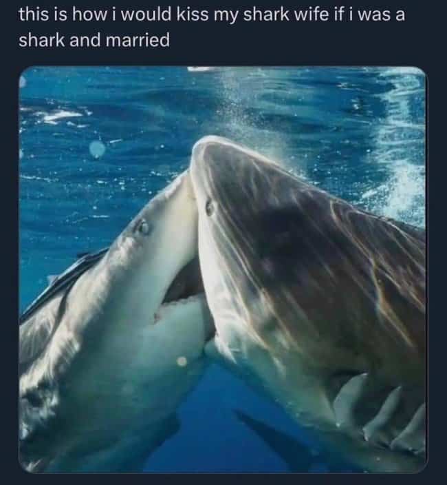 Romantic ocean meme featuring two sharks touching snouts underwater with funny relationship caption text.