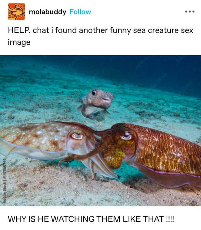 Funny ocean meme showing two cuttlefish on the sea floor being watched by a fish.
