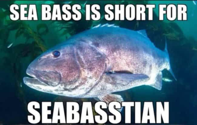 Large fish underwater in an ocean meme making a pun about a sea bass.