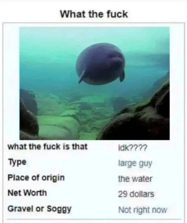 Round seal floating underwater with a mock data profile chart in a surreal ocean meme.