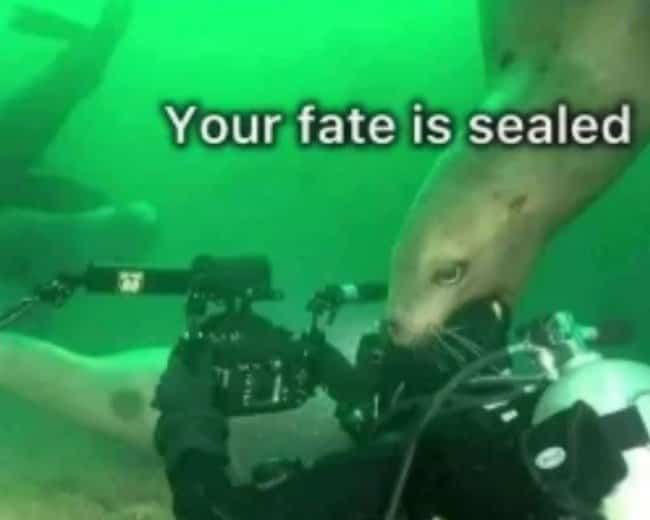 Playful harbor seal biting a scuba diver helmet underwater in a witty ocean meme.