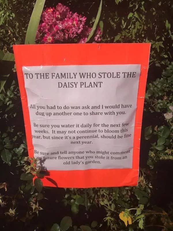 Orange sign in a garden addressing the family who stole a daisy plant from an old lady.