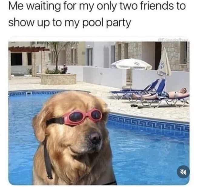 Golden retriever wearing red swim goggles sitting near poolside waiting patiently at a pool party.