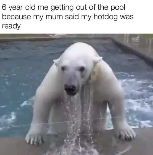 Polar bear emerging wet and eager from swimming pool water looking for hotdog snack.