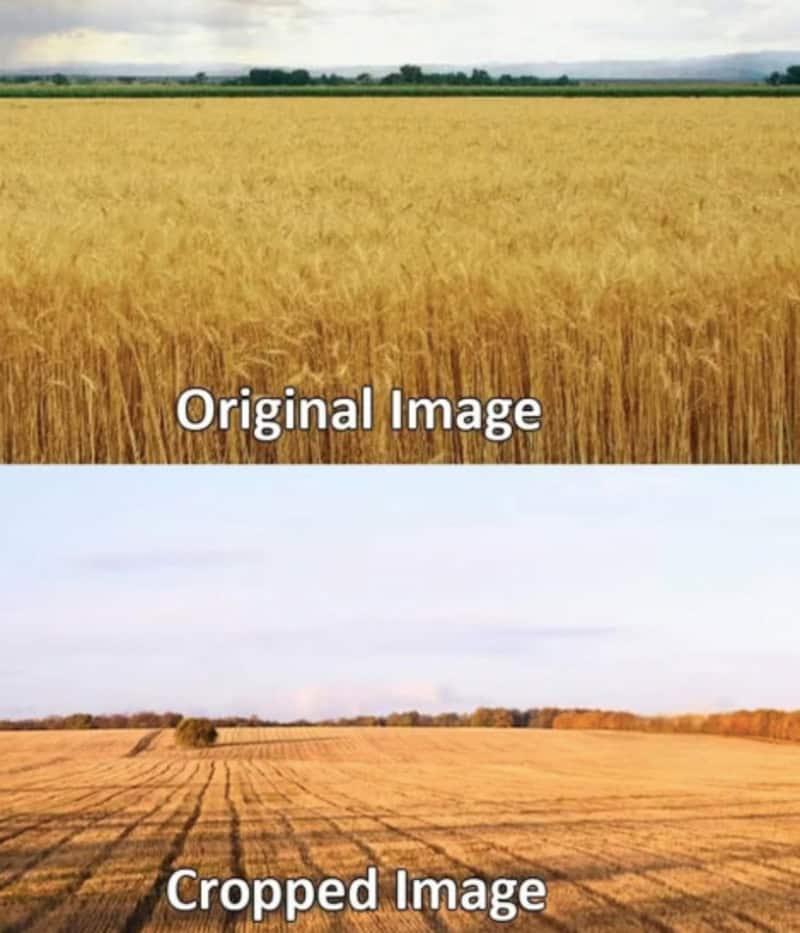 Two-panel image showing a wheat field as an original and a harvested field as a cropped image.