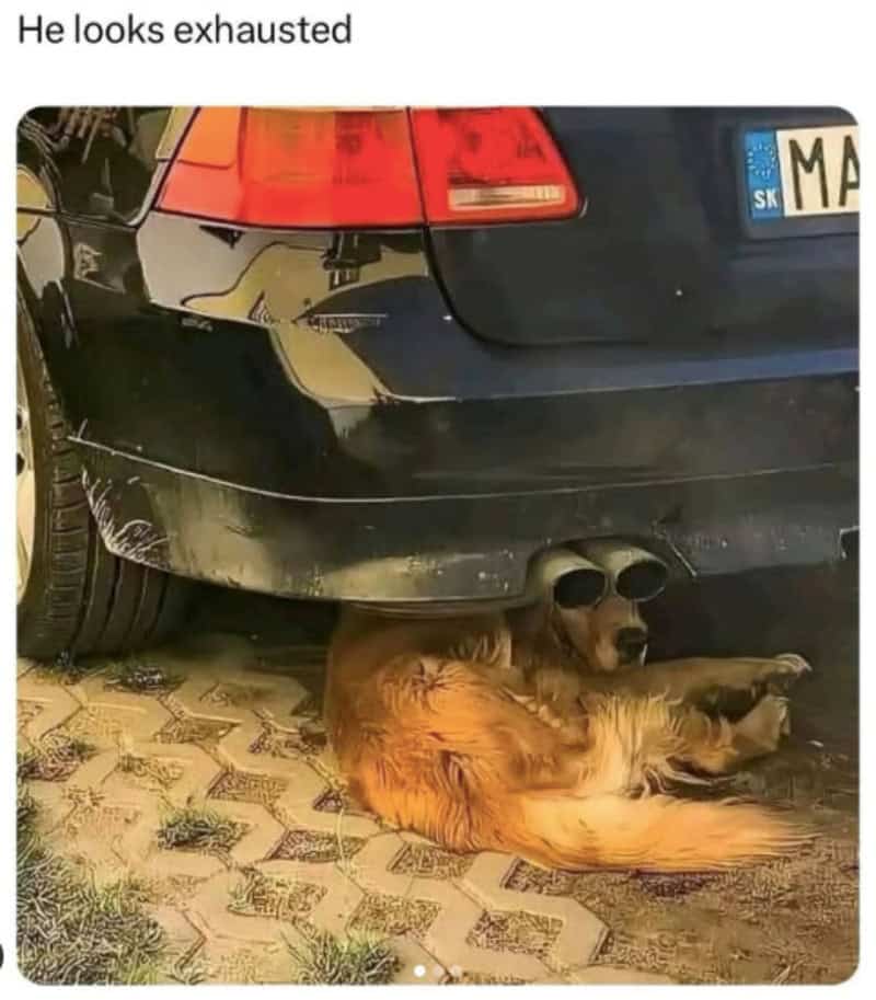 Golden retriever dog sleeping under a car with the exhaust pipes resembling sunglasses on its eyes.