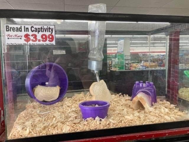 A hilarious visual punny meme showing a glass pet store terrarium layout explicitly labeled "Bread In Captivity," featuring literal slices of white bread staged inside with a running wheel, wood shavings, and a water dropper.